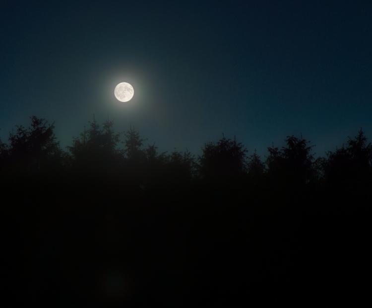 Monlit Pineforest | © Adriano Anfuso