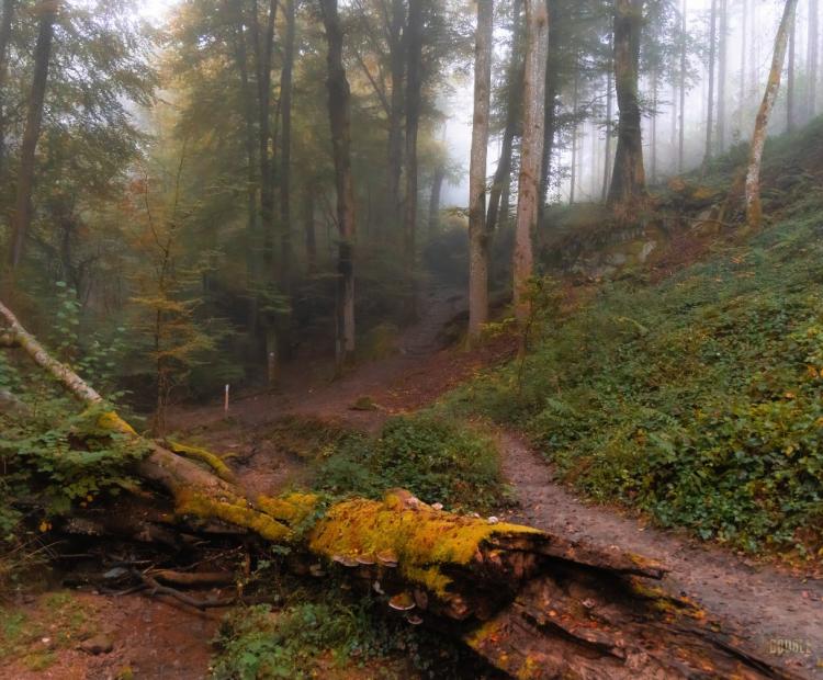 Berdorf Trail | © Adriano Anfuso