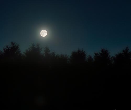 Monlit Pineforest | © Adriano Anfuso