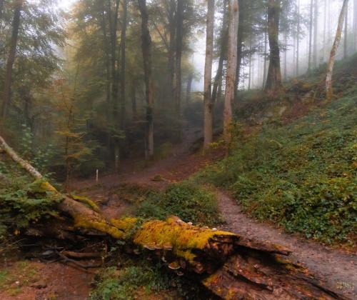 Berdorf Trail | © Adriano Anfuso